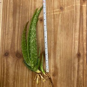 Organic Aloe Vera